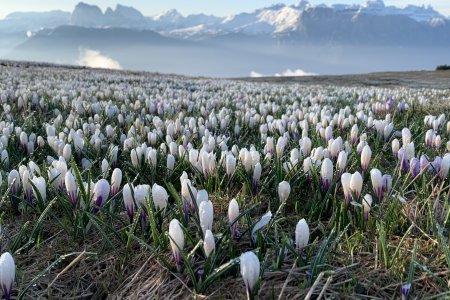 🌼 Südtiroler Frühlingserlebnis - voller Natur, Genuss & Erholung 🌼