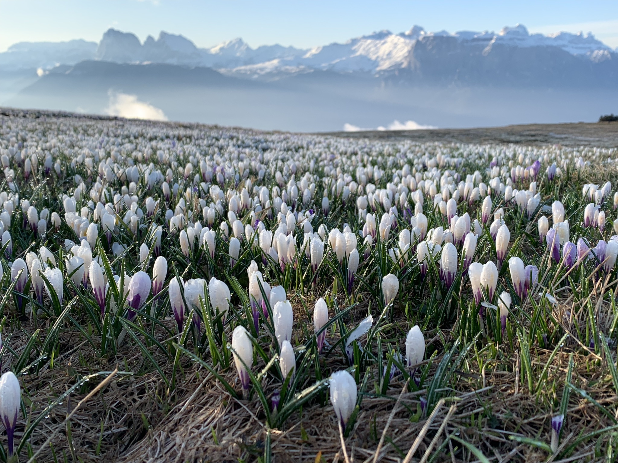 🌼 Südtiroler Frühlingserlebnis - voller Natur, Genuss & Erholung 🌼