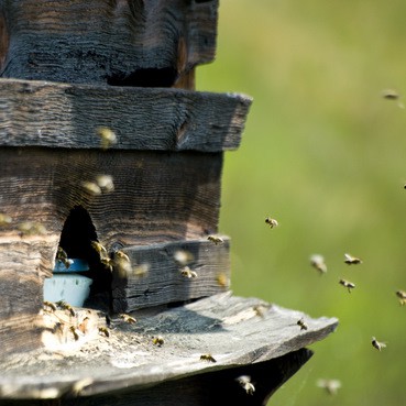 Bienenmuseum in Wolfsgruben