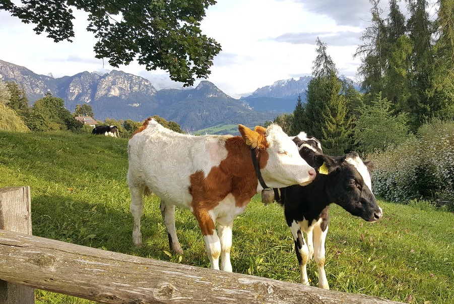 Unsere Kühe lieben die Herbstluft