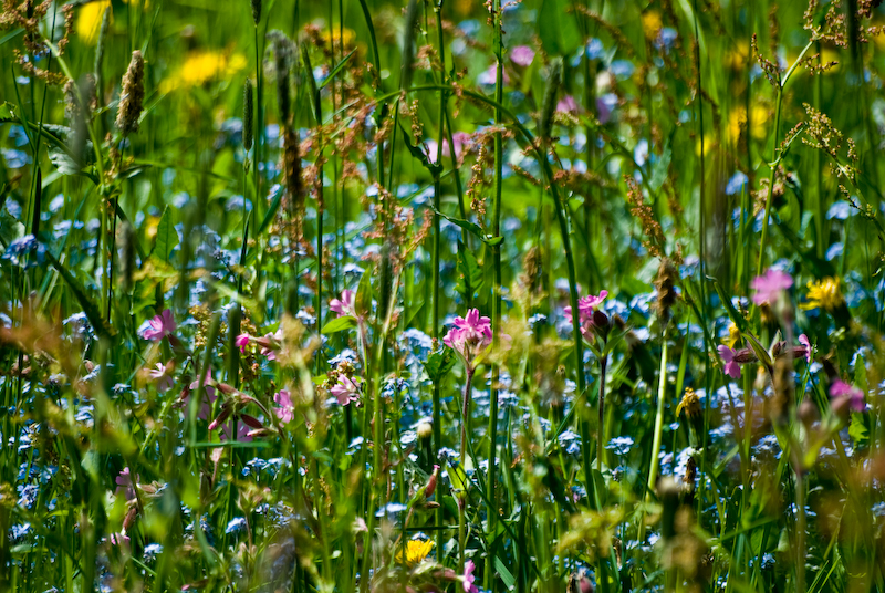 Bunte Blumenwiesen