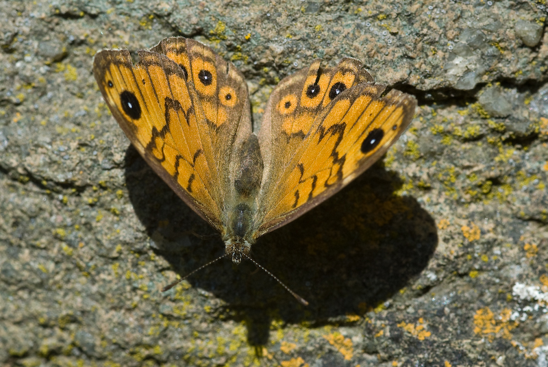 Schmetterling Schlauer Fuchs