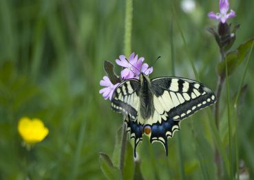 Frühlingserwachen am Ritten - Urlaub auf dem Bauernhof