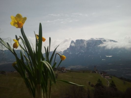 Die Narzisse - im Hintergrund der Schlern