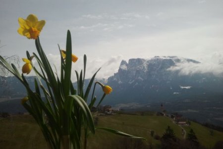 Die Narzisse - im Hintergrund der Schlern