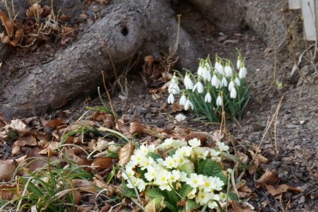 Frühlingserwachen am Ritten - Schneeglöckchen