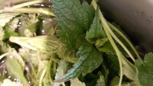 Die Blätter werden sorgfältig gewaschen