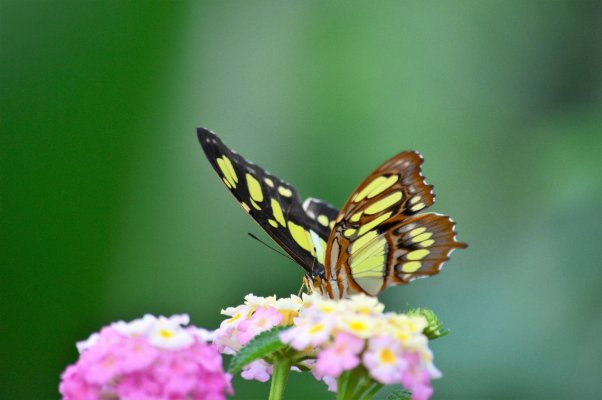 Ausflug in Südtirol - Orchideenwelt in Gargazon