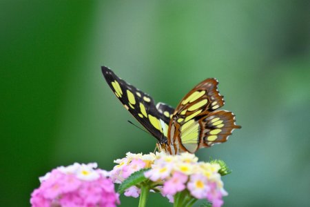 Ausflug in Südtirol - Orchideenwelt in Gargazon
