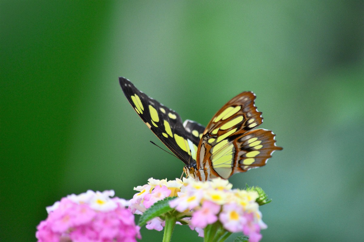 Ausflug in Südtirol - Orchideenwelt in Gargazon