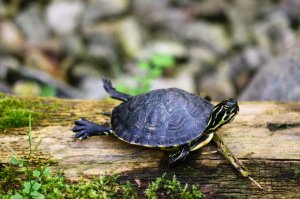 Den kleinen Tieren bei den ersten Schritten beobachten.