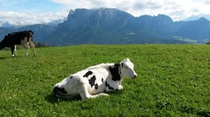 Der Schlern im Hintergrund