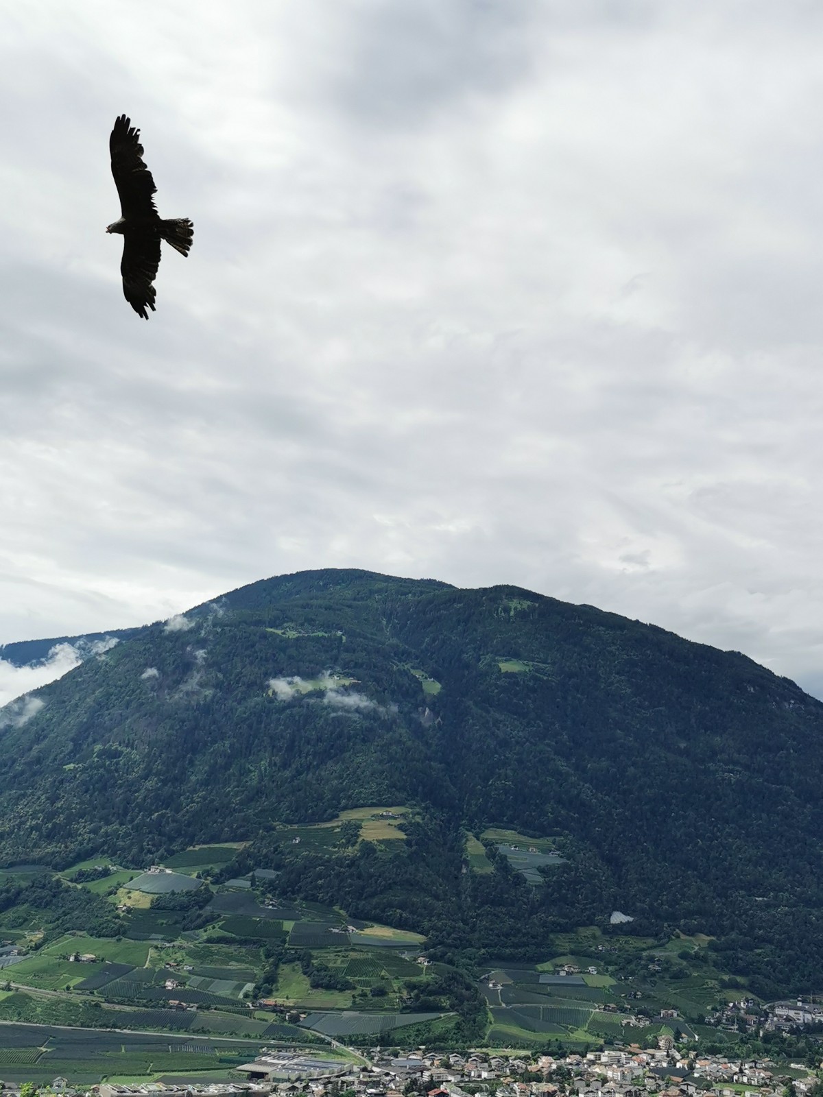 Frei und Wild schweben