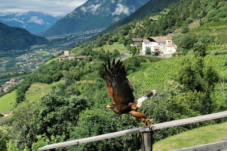 Die Greifvogelschau in Dorf Tirol - ein Erlebnis für die ganze Familie