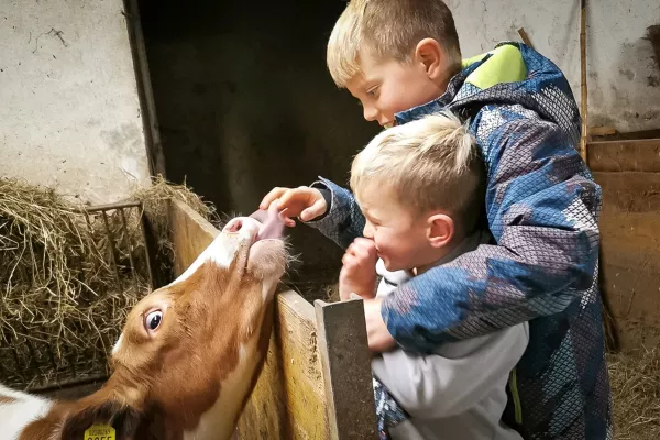 Weißt du, wie viel Milch ein Kälbchen jeden Tag trinkt? Nein? Dann nichts wie ab zu einem Bauernhofurlaub in Südtirol! Wir, David und Hannes, zeigen dir gerne unsere Tiere und erzählen spannende Geschichten rund um das Leben auf dem Hof.