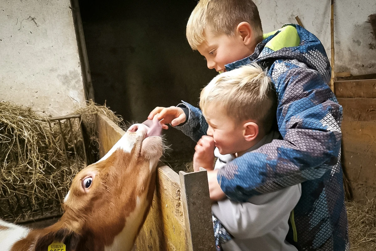 Weißt du, wie viel Milch ein Kälbchen jeden Tag trinkt? Nein? Dann nichts wie ab zu einem Bauernhofurlaub in Südtirol! Wir, David und Hannes, zeigen dir gerne unsere Tiere und erzählen spannende Geschichten rund um das Leben auf dem Hof.