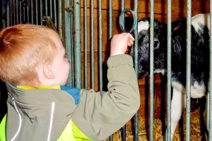 Kälbchen streicheln – ein unvergessliches Erlebnis für Kinder.