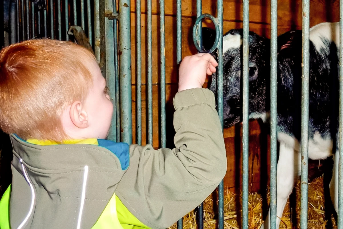 Kälbchen streicheln – ein unvergessliches Erlebnis für Kinder.
