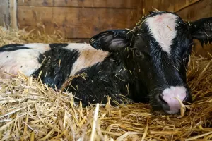 Sei live dabei, wenn ein Kälbchen das Licht der Welt erblickt