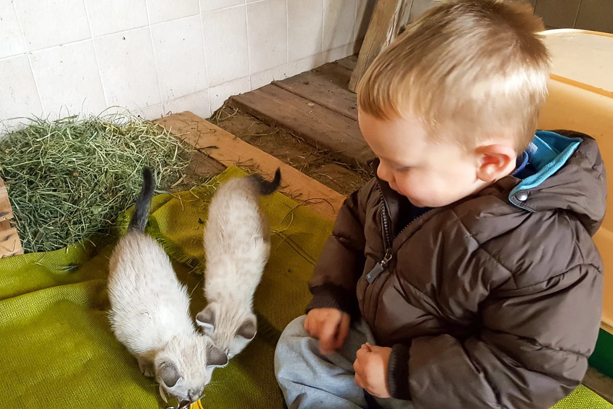 Samtpfoten hautnah erleben – Freude für kleine Tierfreunde